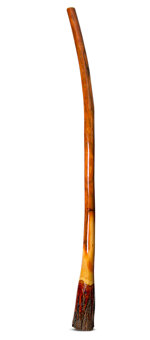 Ironbark Didgeridoo (IB226)